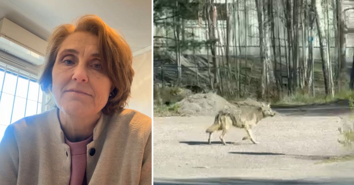H&auml;r traskar vargen runt i  Kristinehamn: &rdquo;S&aring;g lite f&ouml;rvirrad ut&rdquo;