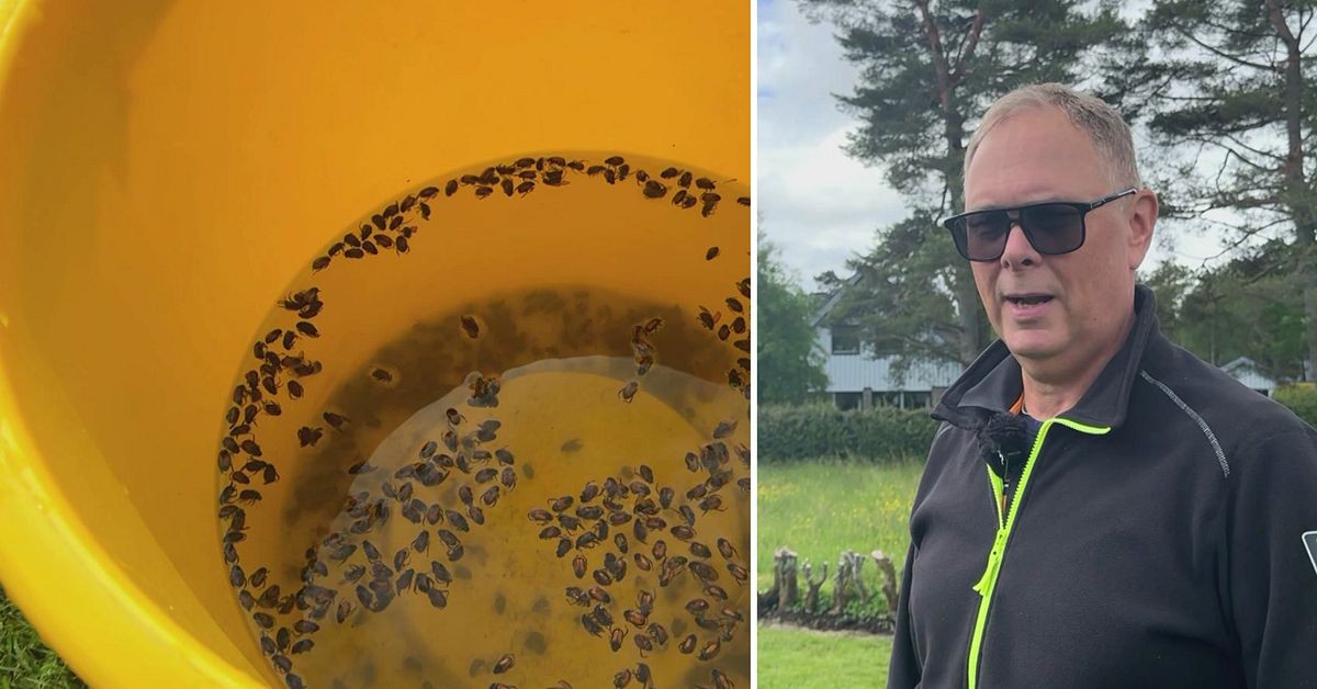 Tr&auml;dg&aring;rdsborrarnas v&auml;rsta fiender &ndash; gula spannar