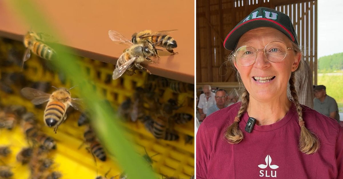 Nytt pollineringsprojekt kartl&auml;gger vad svenska bin &auml;ter