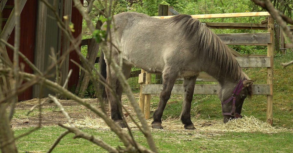 39-&aring;riga Rita en av V&auml;rmlands &auml;ldsta h&auml;star &ndash; hemligheterna bakom hennes l&aring;nga liv