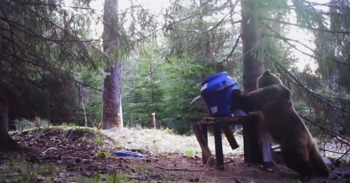 H&auml;r v&auml;lter bj&ouml;rnen utfodringsbordet &ndash; letar mat med ungarna