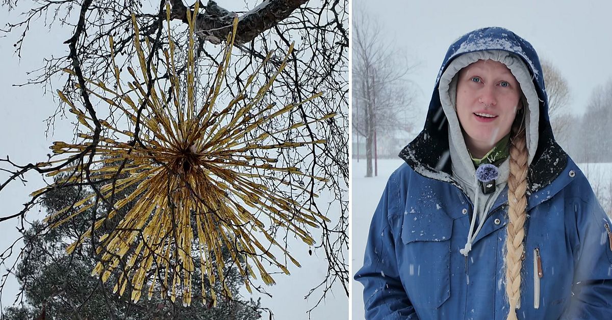 Bjurholms kommun ville bojkotta julgranen – invånarna rasade