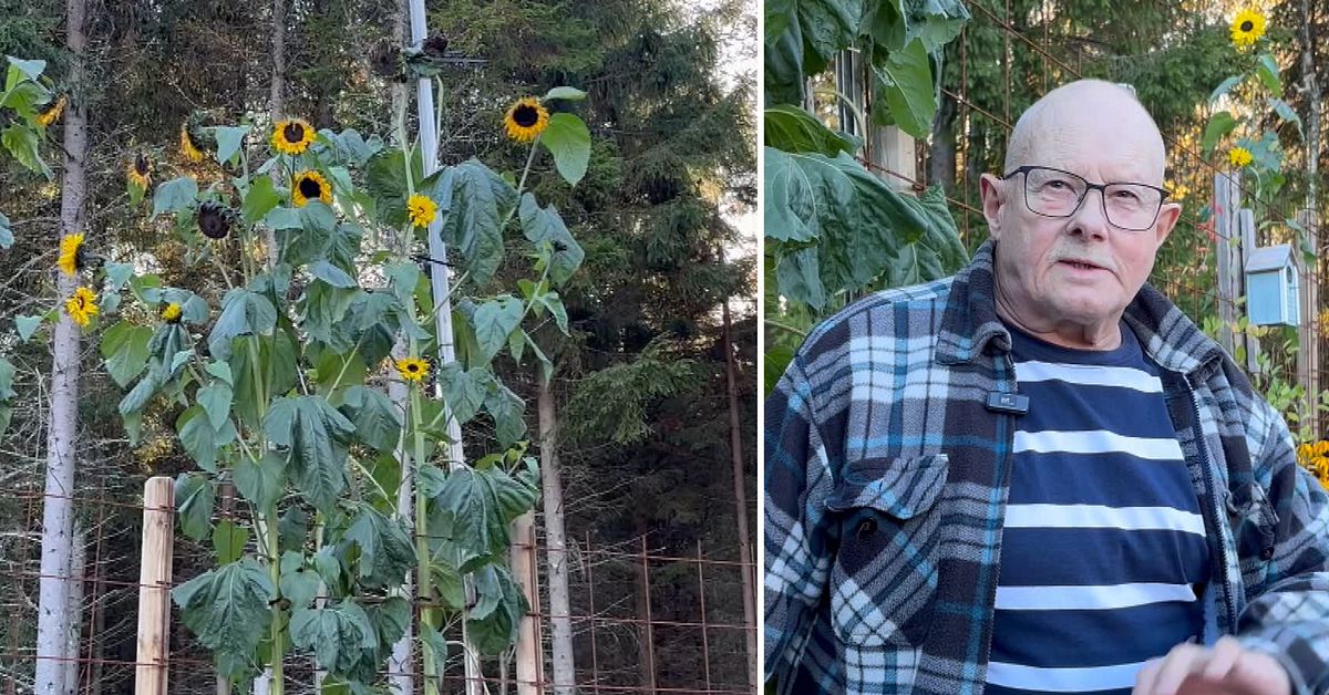 Aron har odlat fram jättesolros – fyra meter hög | SVT Nyheter