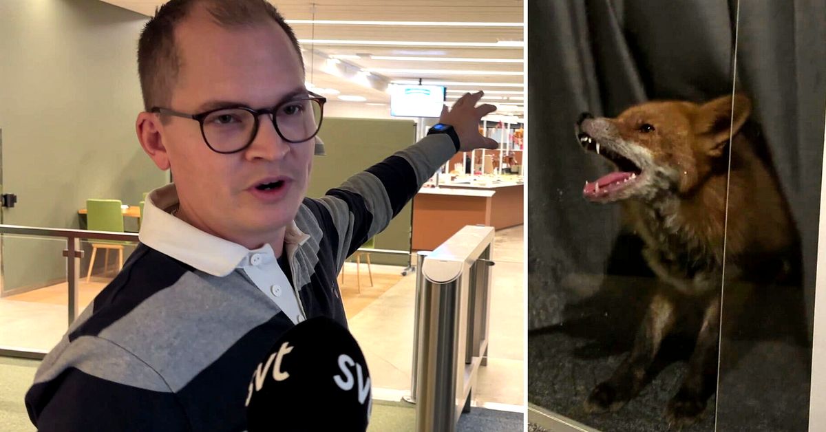 Räv raskade in på kontor i Västerås – stängdes in i konferensrum