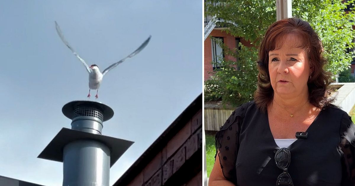 Boende har f&aring;tt nog av m&aring;sarna i Munktellstaden i Eskilstuna: &rdquo;De har en koloni&rdquo;