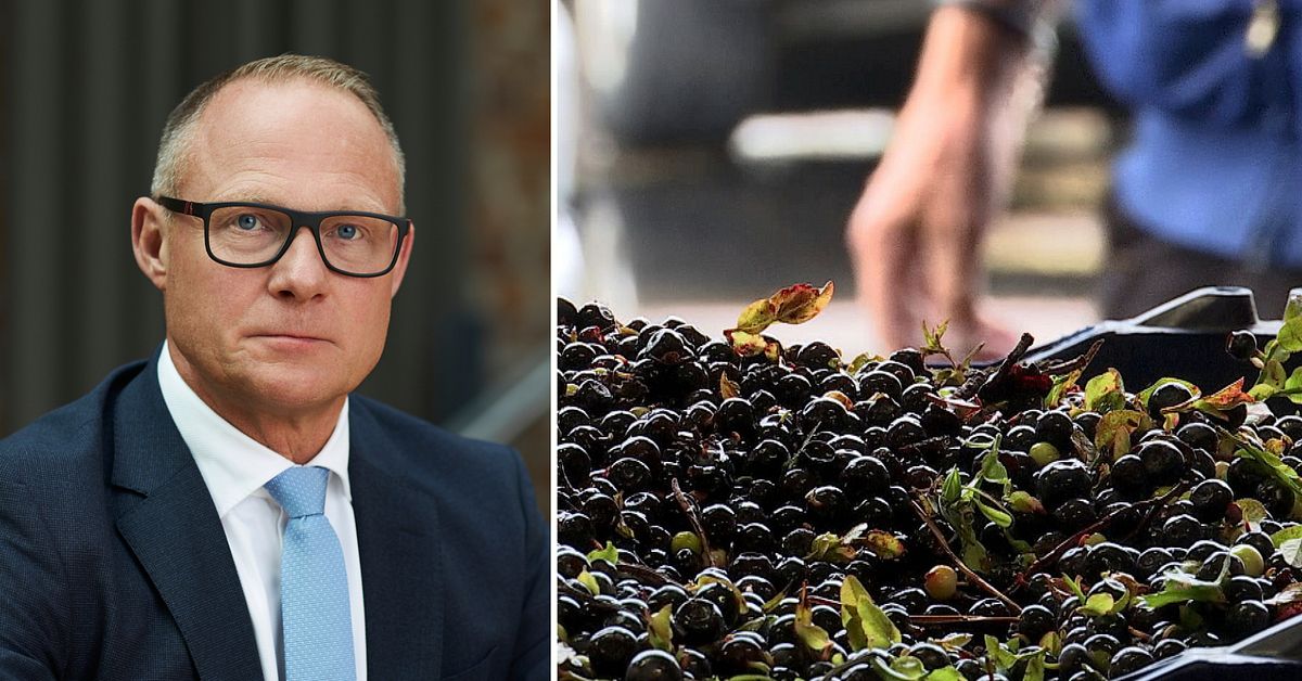 Från tusentals till 89 bärplockare: ”Sylt och bär blir dyrare”
