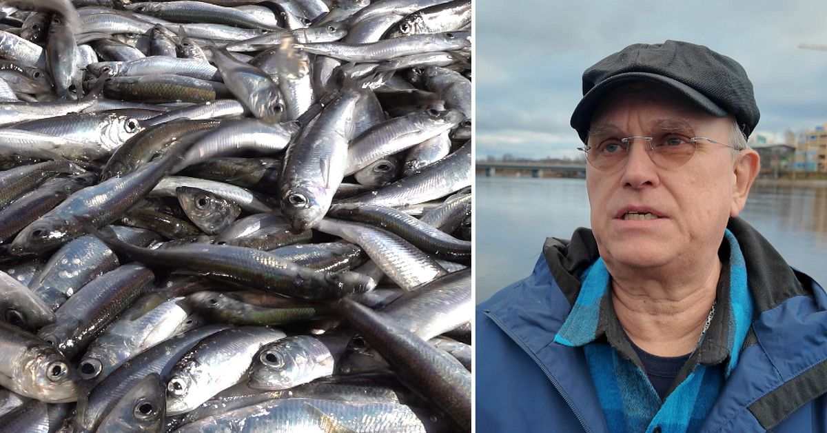 Stiftelsen för Östersjölaxen kritisk mot EU:s fiskekvoter