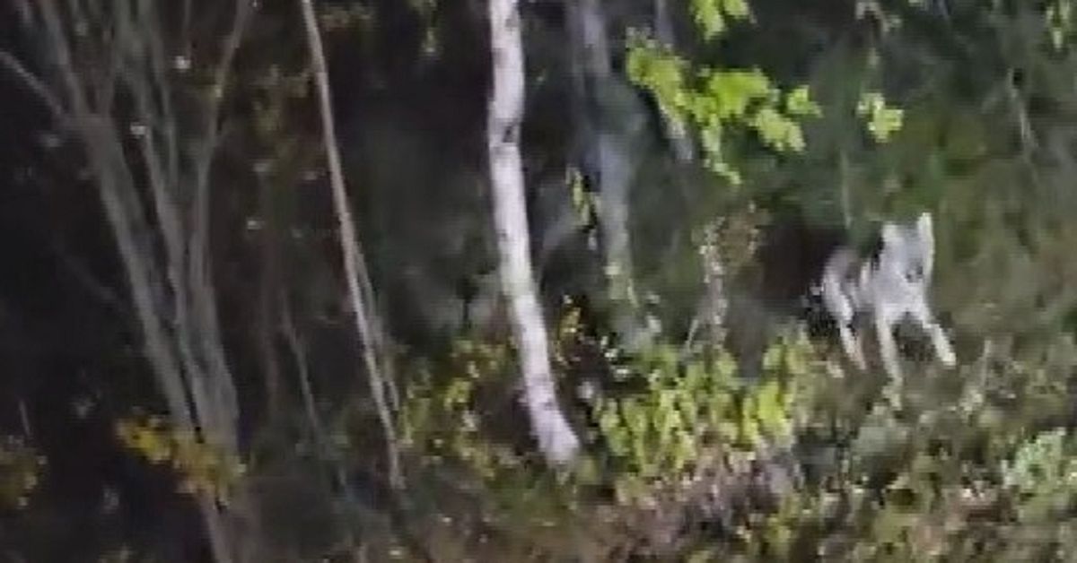 Se vargen som fångades på film i Sorsele: ”Den var stor”