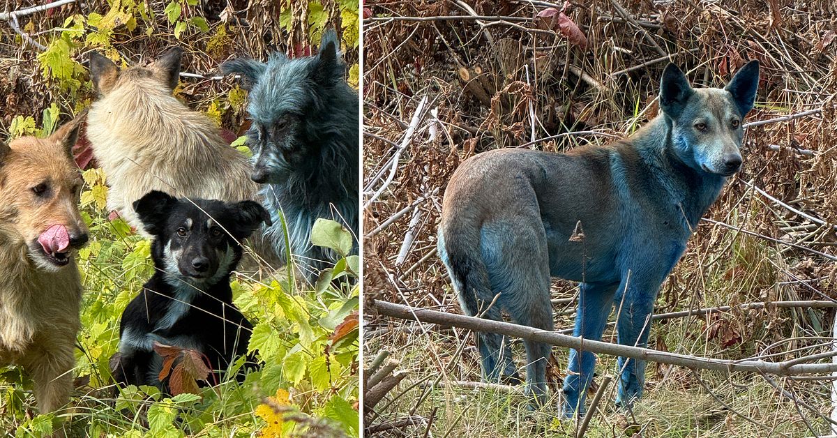 Bilder visar blåa hundar vid Tjernobyl – det här vet vi