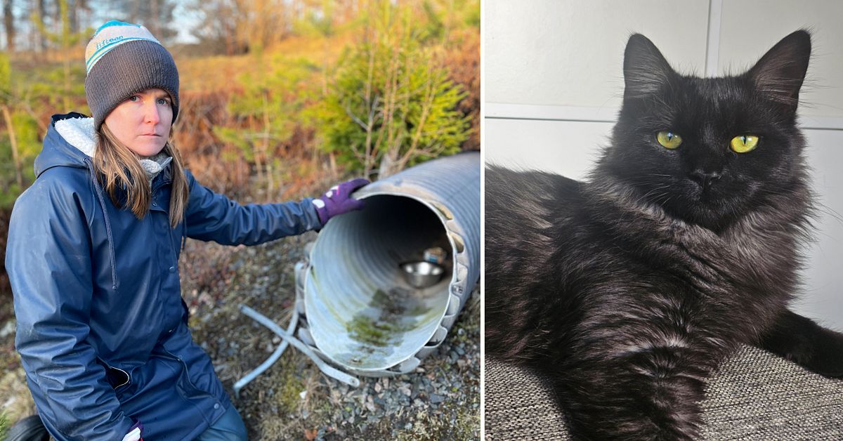 Katten Maoen sitter fast i ett r&ouml;r sedan i torsdags: &rdquo;H&ouml;r hur han jamar&rdquo;