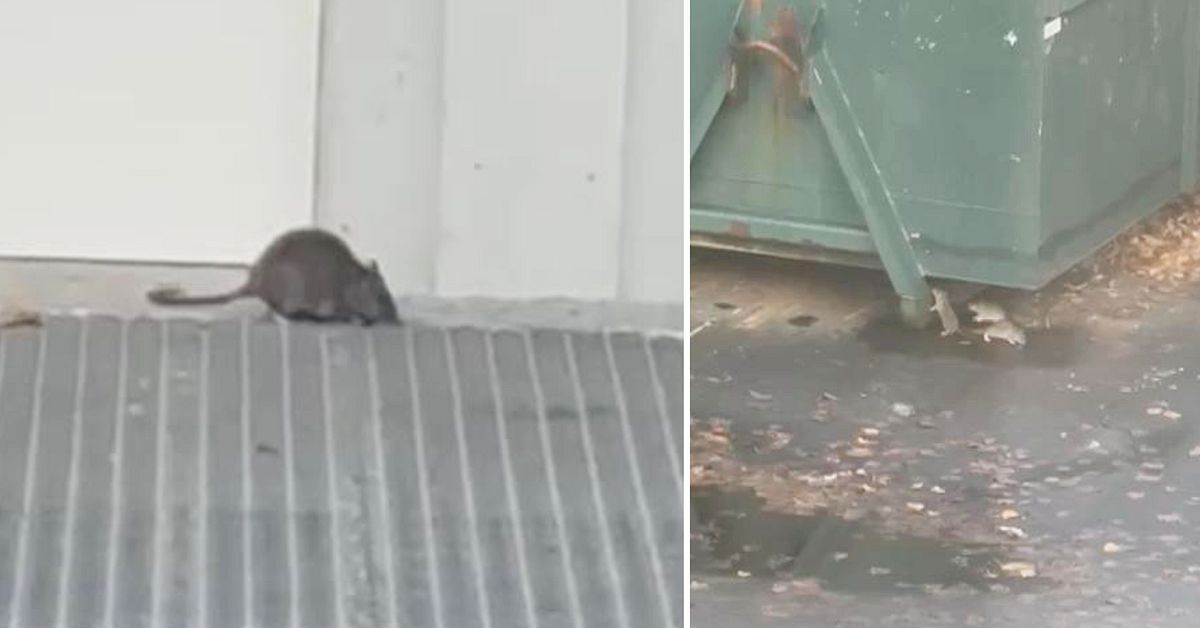 Här myllrar råttorna på skolgården i Lund: ”Vill snart inte komma till jobbet