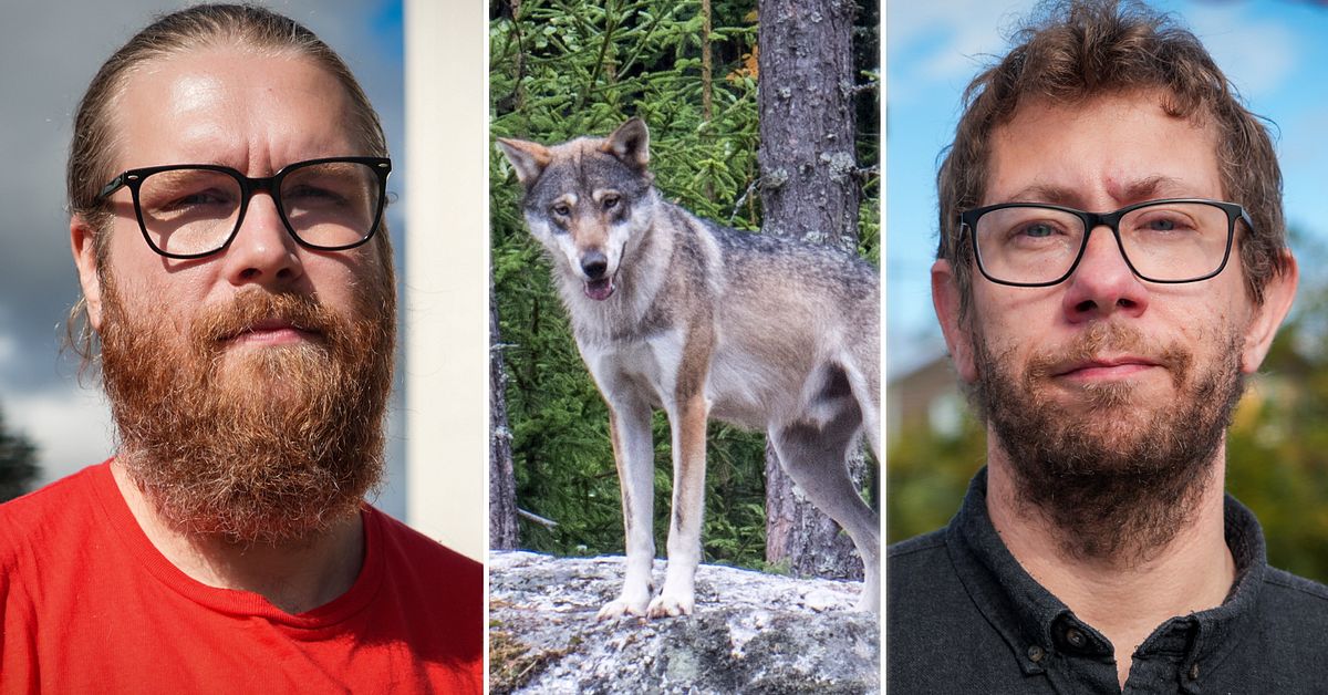 Politikernas svar om vargreviret: &rdquo;Ologiskt&rdquo; &ndash; &rdquo;inte negativt&rdquo;
