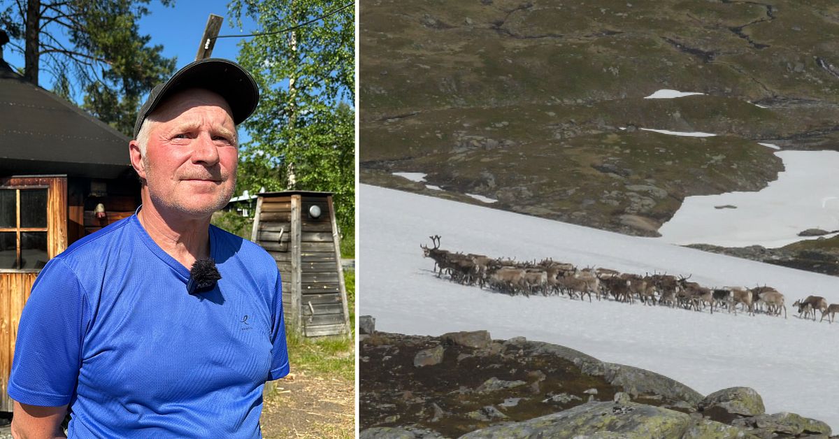 Värmen pressar renarna i Ammarnäs – renägaren Anders: ”Hinner inte beta”