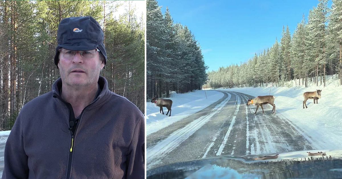 I H&auml;rjedalen sker flest renolyckor i l&auml;net &ndash; rensk&ouml;tare vill se s&auml;nkt hastighet