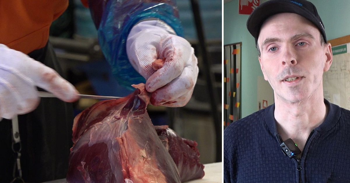 Sorsele kommun &auml;r p&aring; jakt efter &auml;lg &ndash; ska bli skolmat