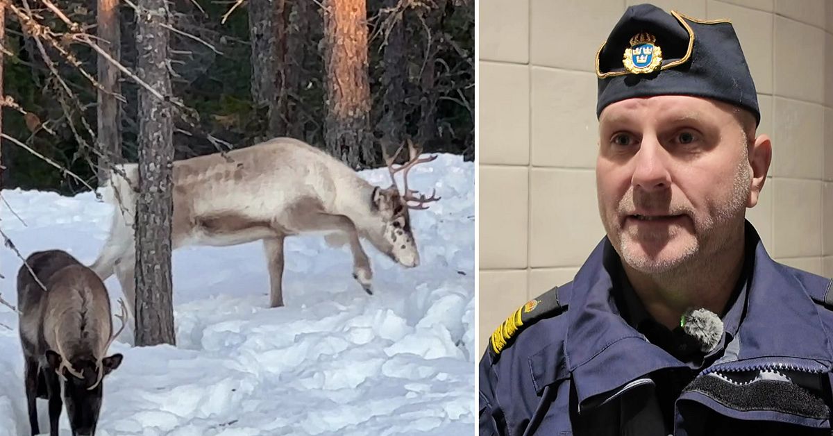 Sameby anklagar polisen för att driva renar åt Rally Sweden – nu ska saken utredas