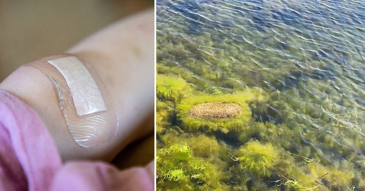 Varmt i Östersjön – regionen varnar för badsårsfeber
