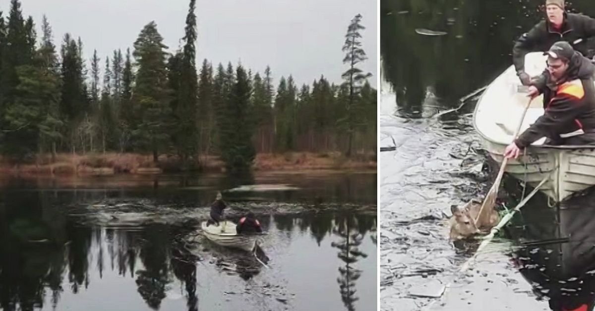 Se dramatiken på isen i Äppelbo – rådjur räddades i sista stund