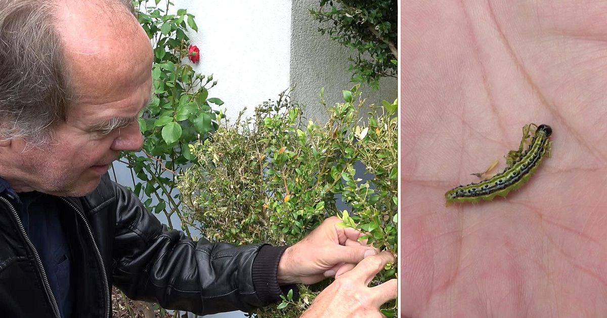 Kraftig &ouml;kning av buxbomsmott &ndash; se f&ouml;rst&ouml;relsen i Gunnars tr&auml;dg&aring;rd