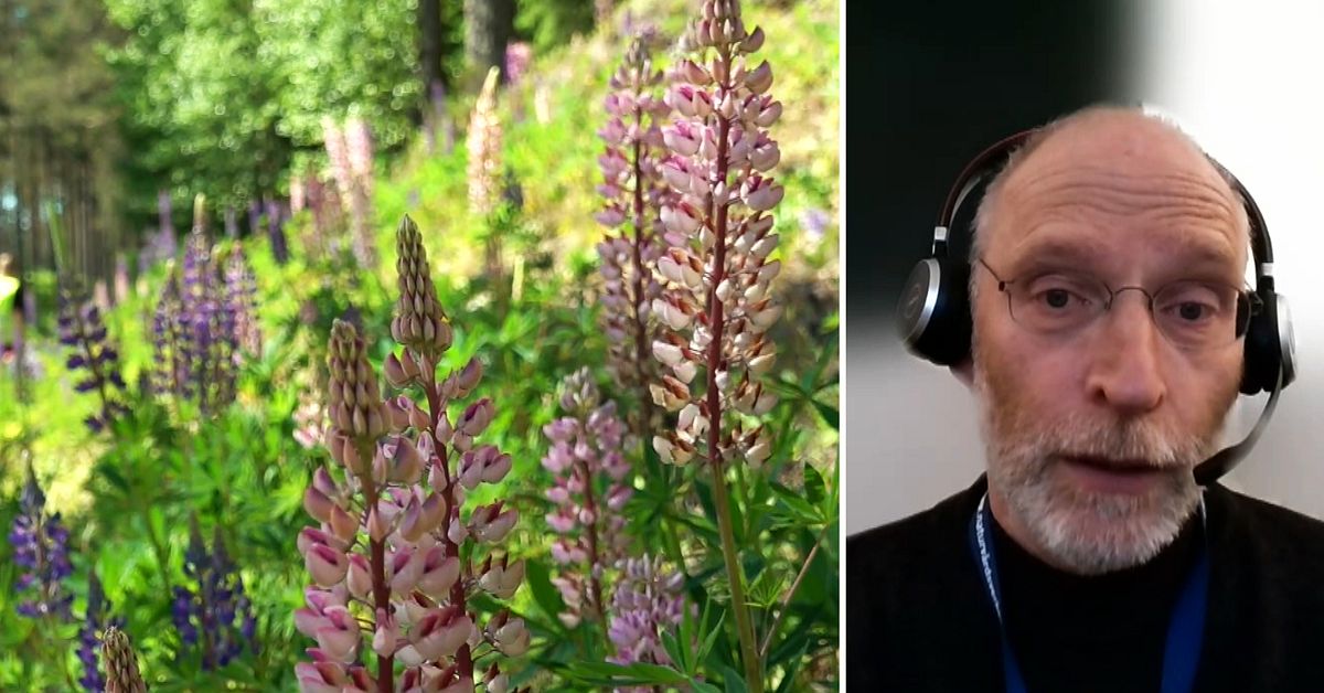 34 nya arter ska utrotas &ndash; i dag inf&ouml;rs ny nationell f&ouml;rordning