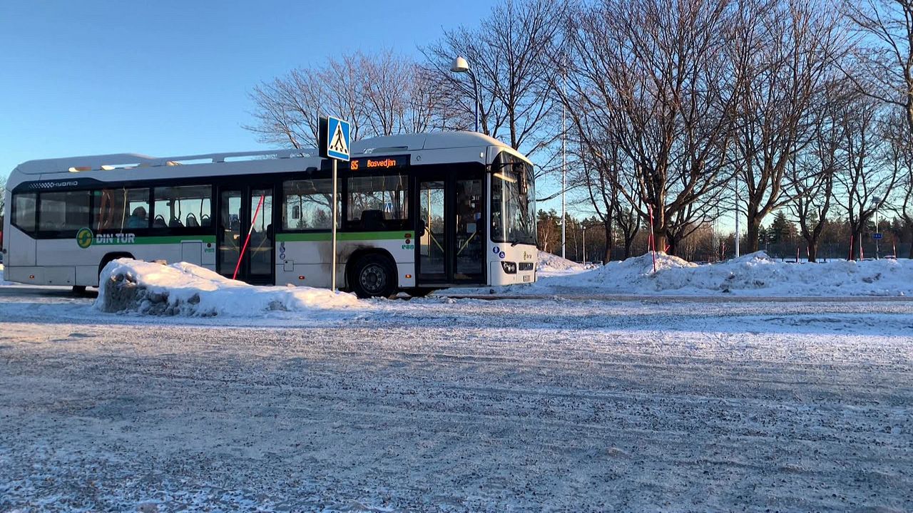 Yosh qiz eshakni yalaydi