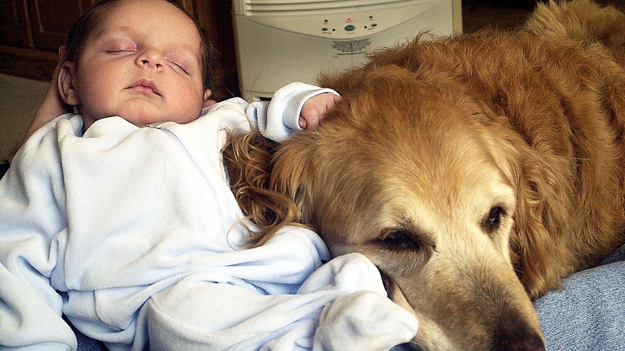 Människans vän i minst 27.000 år | SVT Nyheter