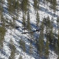 Flera älgar i flock i en skog. Till höger Michael Burström i en grå jacka och svart mössa i skogen.
