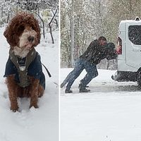 Årets första snö faller i Kiruna. Hunden Elli tittar på några som fått problem med bilen.