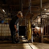 Inomhusbild på en människa i en dämpad och upplyst ladugård.