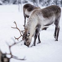 Enkel bild: Renar betar i ett snöklätt landskap.