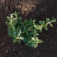 Oljekraftverk och planta