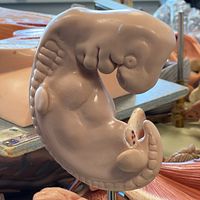 Kvinna pratar i mick och foster i anatomimodell