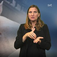 Programledare Mathilde tecknar ”gris” bredvid en bild på en gris