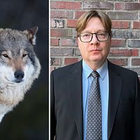en varg som tittar med tjisande ögon och åklagare Anders Gustafsson
