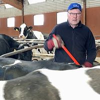 Mjölkbonde Lars Eriksson i Hundsjö bland sina kor i stallet