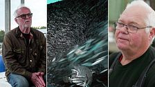 fiskare och strömming