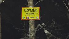 Skylt på ett träd: ”Avverkas ej! Respekt för urfolk och naturens gränser saknas”