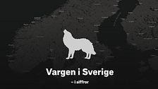 Grafik på en varg som ylar framför en Sverigekarta