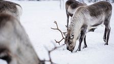 Enkel bild: Renar betar i ett snöklätt landskap.