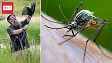 Anders Lindström som är myggexpert fångar mygg med en håv och en stor bild på en mygg,