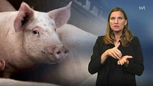 Programledare Mathilde tecknar ”gris” bredvid en bild på en gris