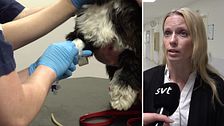 hund får bandage, veterinär intervjuas
