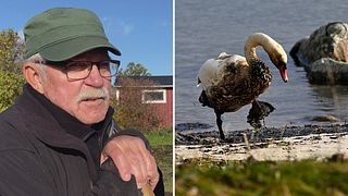 Ilska på Listerlandet efter oljeutsläppet: ”Fick själv avliva en vigg”