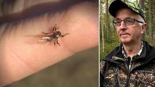 Parasiten plågar skogen – älgar måste avlivas: ”Har hittat 10 000 på ett djur”