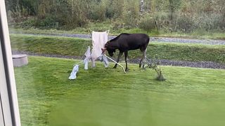 Se den brunstiga älgen attackera Jans torkvinda