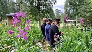 Vild golf – ska rädda Falkenbergs pollinatörer