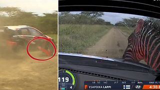 Esapekka Lappi körde in i zebra i Safarirallyt
