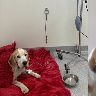 Bentley hemma igen efter 26 dagar i skogen