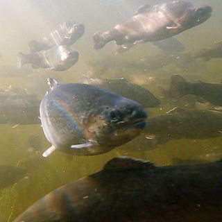Smittfri fisk tas fram för landets fiskodlingar – forskningsprojekt i Kälarne