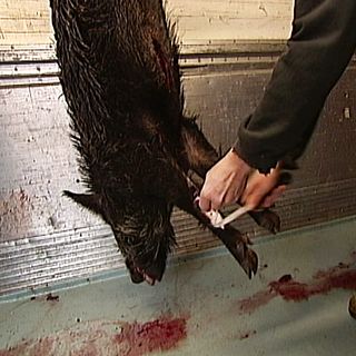 Vem får sälja direkt till privatpersoner?
